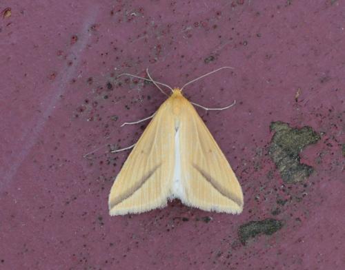 Rhodometra sacraria